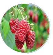 en-prostapeak Ingredients