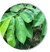 en-prostapeak Ingredients