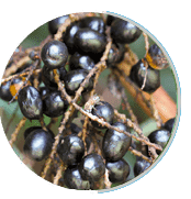 en-prostapeak Ingredients